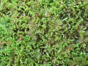 thuidium-hypnum-blend-300x225-6387868