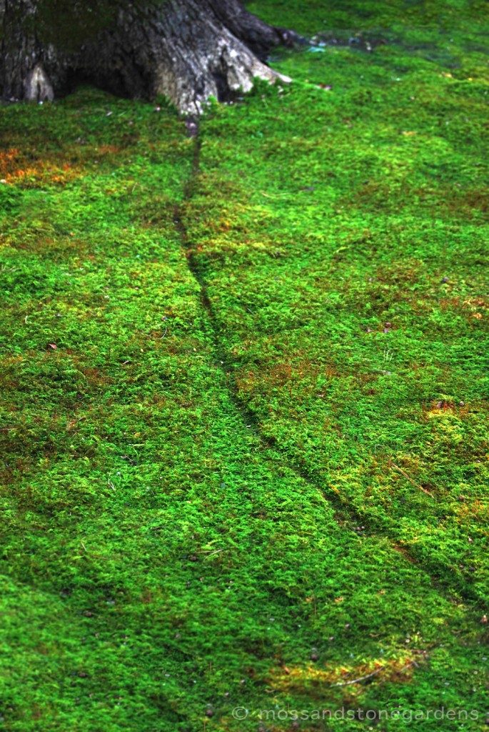 moss-trail1-685x1024-7046543