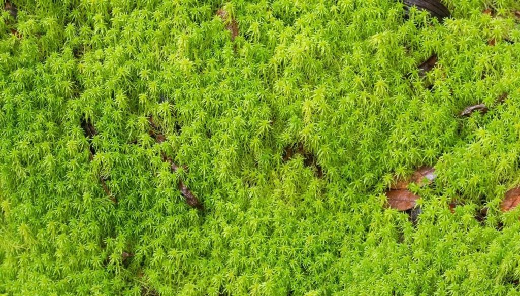 Sphagnum moss