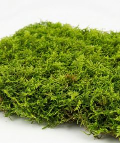Live Moss