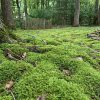 Live fern moss garden