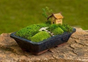 bonsai Live moss underplanting a bonsai in a shallow tray