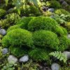 Live mood moss in garden