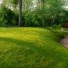 Sheet moss lawn