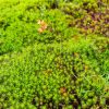 Haircap Moss, Polytrichum commune