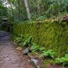 moss wall from tree apron moss
