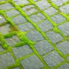 Bryum moss between square pavers