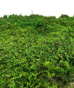 Preserved Moss