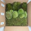 top view of Sample box with cushion, sheet and mood moss