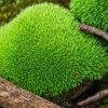 Big clump of cushion moss