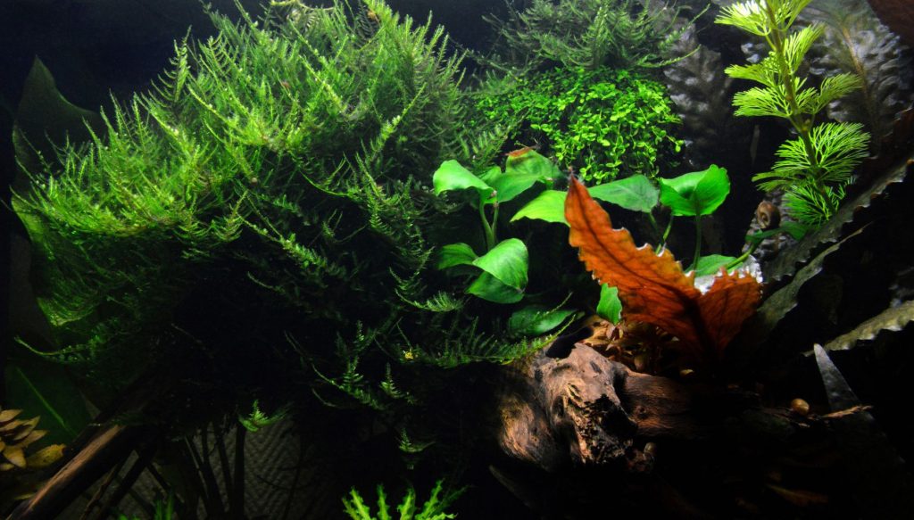 Aquatic moss