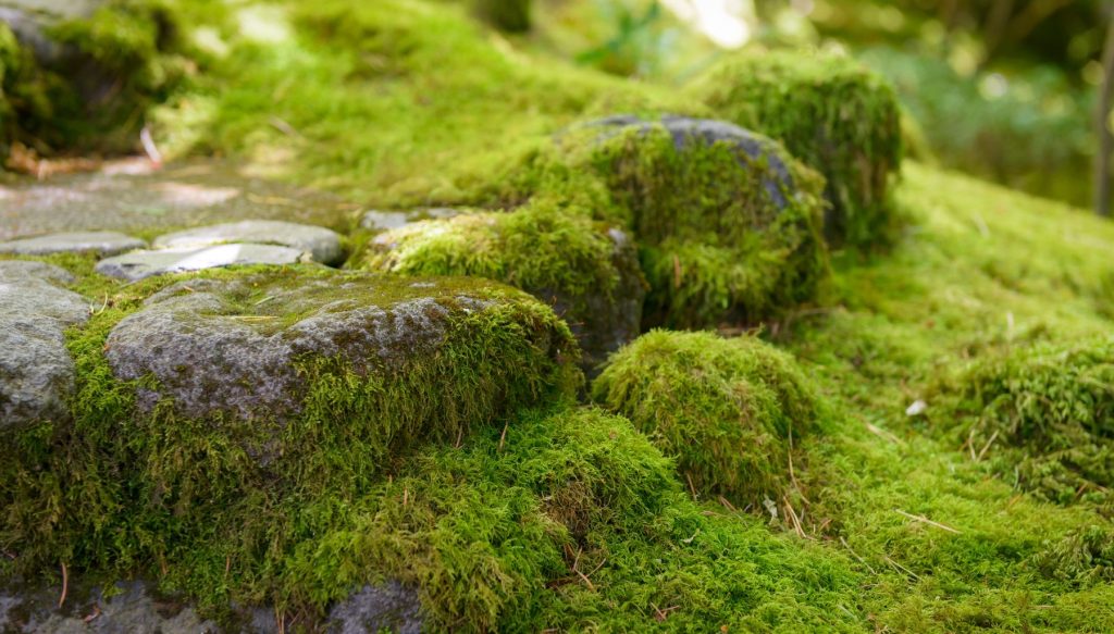 The steps of a garden covered in moss