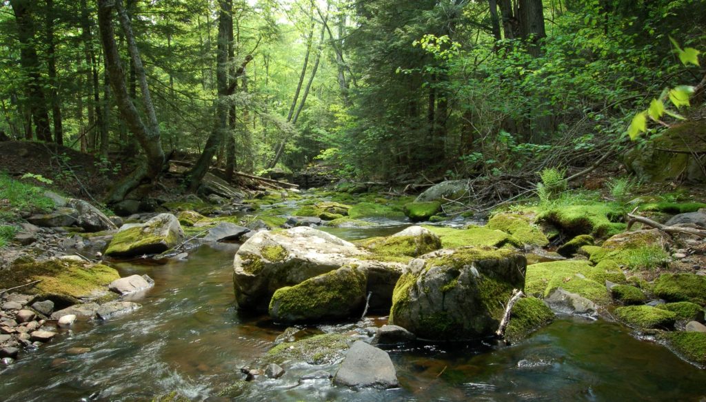 Moss covering rocks in a forest