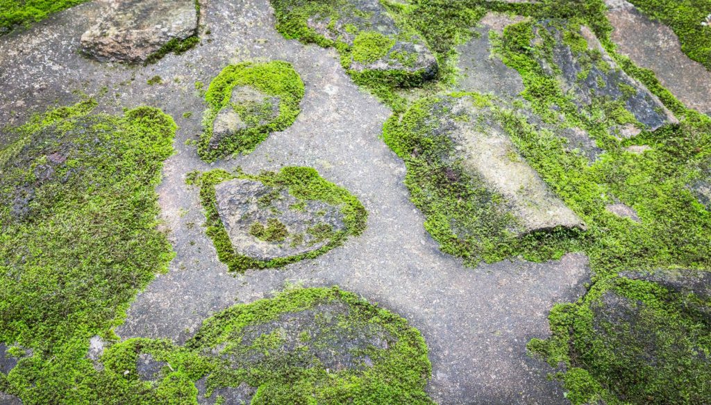 Moss plants acting as poioneers by growing over rock