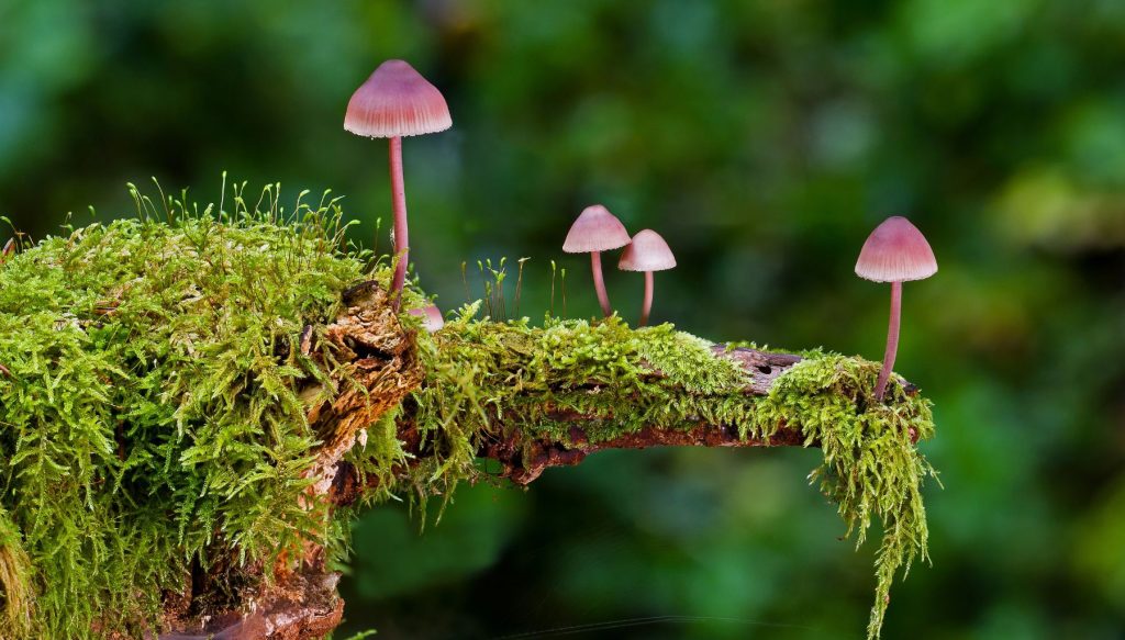 Moss in symbiotic relationship with fungi