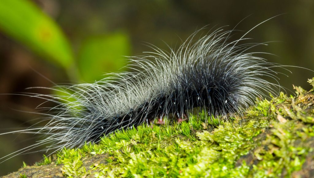 Caterpillar on moss