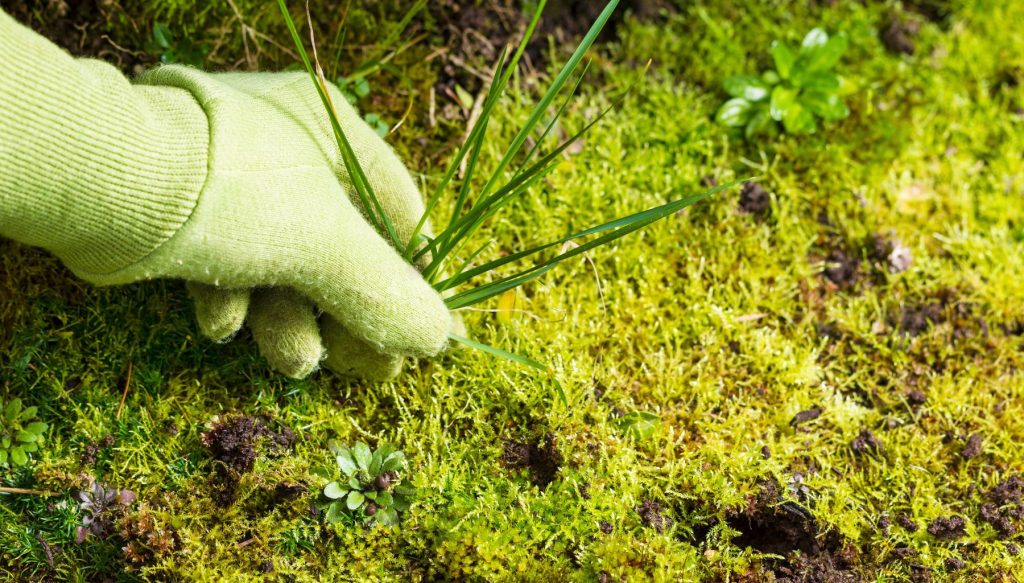 Hand pulling weeds from moss