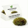 Haircap moss for terrarium in box