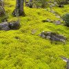 Large forest area covered with star moss