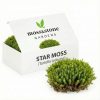 Star moss for terrariums box